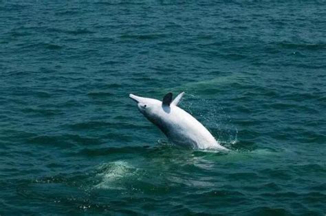 国家一级保护动物中华白海豚“双节”再次造访南澳岛