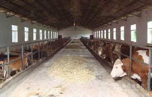 养10头黄牛一年的利润养殖场报价 全国 西门塔尔牛-食品商务网