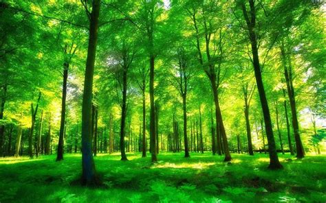 保护地球 种植一片美丽森林 - 知乎