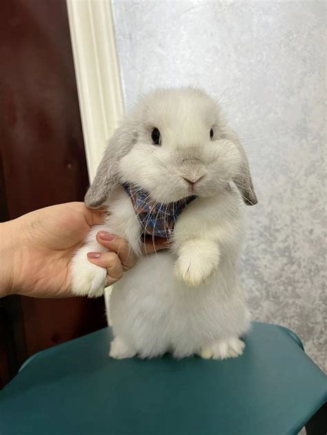 十大宠物兔品种多种垂耳兔上榜第一最小最可爱 – 蓝云宠物网