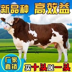 贵州榕江：围绕“牛文化”带动地方经济增收-人民图片网