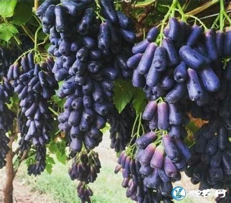 在四川种哪些葡萄好？你会避雨栽培技术吗？看这里！给你一份满分答卷！_新品种