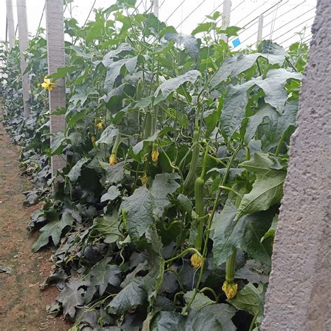 丝瓜种植技术与管理，调节土壤ph值做好施肥工作 - 农村致富网
