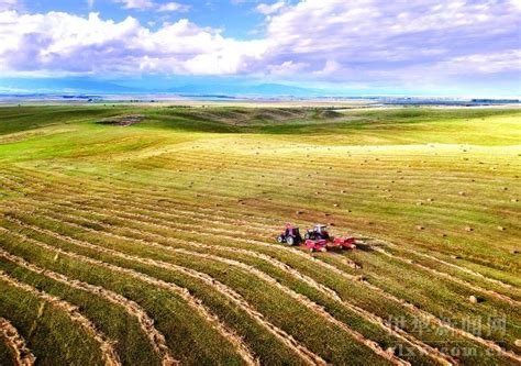 伊犁河谷天然草场迎来牧草收割季-天山网 - 新疆新闻门户
