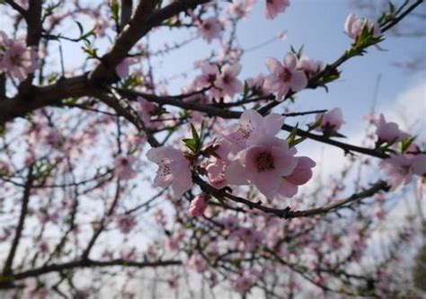 桃树为什么不能种在自己家的院子里?