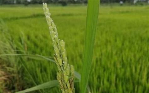水稻返青期与分蘖期对环境的要求(收藏)_营养_光照_秧田