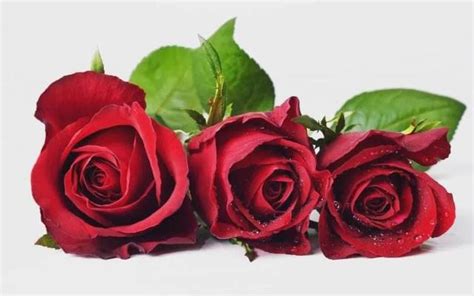 白玫瑰不能随便送人婚外情人应送什么花(32种鲜切花花名，以及对应的花语，从此买花送人不出错) - 【爱喜匠】