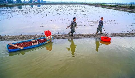 小龙虾 农业供给侧改革的 潜江探索之路（中）|小龙虾|供给侧改革|中国周刊_新浪新闻