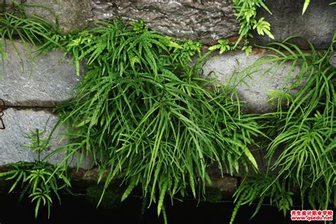 井栏边草-神农架植物-图片