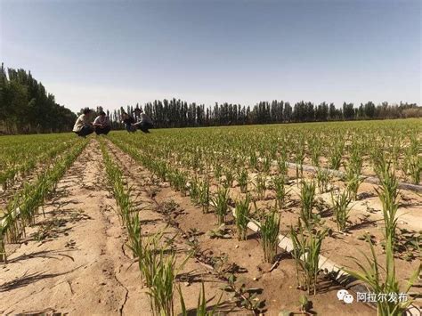 新疆：在希望的田野上丨高效节水灌溉 节本增效产能提升
