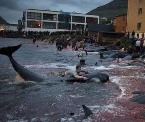 继日本之后，丹麦一小岛也“大开杀戒”，上百头鲸鱼染红海湾