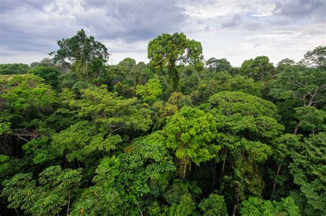 亚马逊雨林摄影图片-亚马逊雨林摄影作品-千库网
