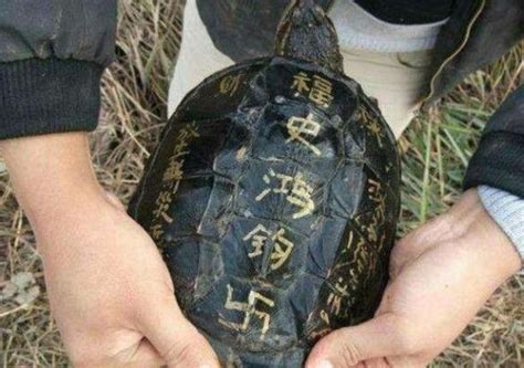 全球最老的乌龟，已经256岁，饲养员都走了3代人了