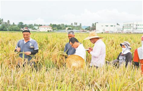 在世界上首次成功培育出籼型杂交水稻