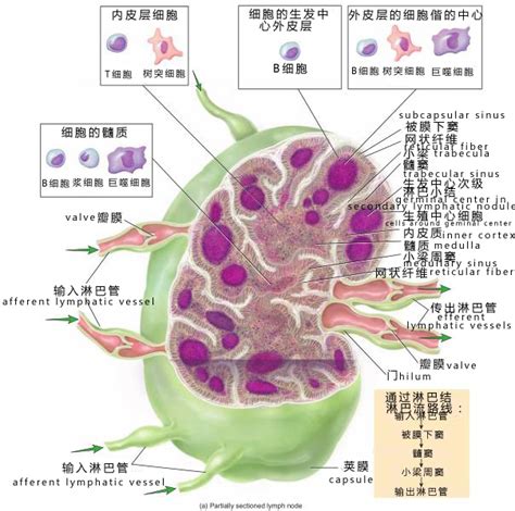 淋巴结节图片