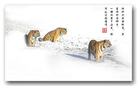 生龙活虎中国风书法标题艺术字设计图片-千库网