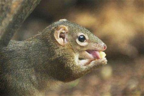 海地沟齿鼩：一种体型娇小但是攻击能力强的生物_小狼观天下
