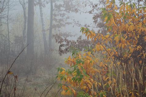 在森林里过夜后的晨雾高清图片下载-正版图片504430988-摄图网