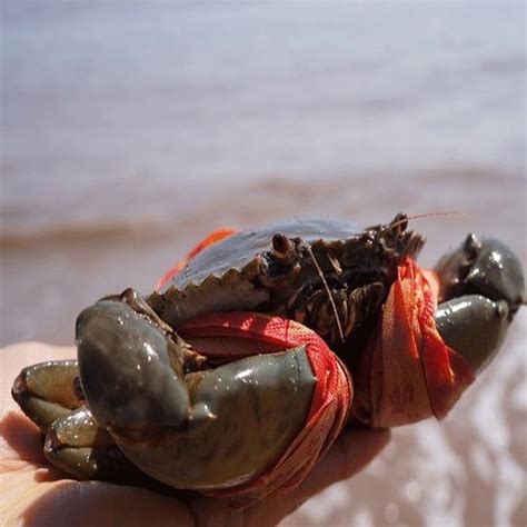 螃蟹怎么保存？煮熟后螃蟹的保存方法-百度经验
