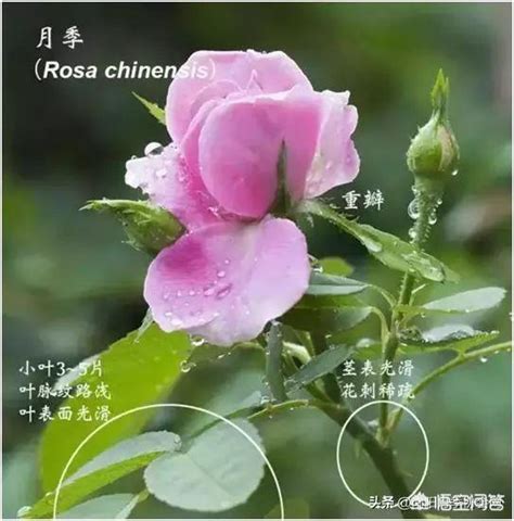玫瑰花和月季花的区别在哪里，玫瑰和月季有什么区别，玫瑰最适宜在啥条件下生长 - 科猫网