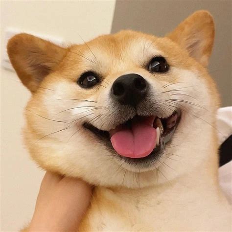 头像欧美狗图片