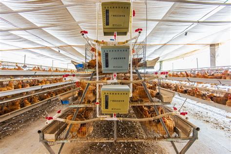 农业农村部设施农业工程重点实验室 焦点图 蛋鸡离地栖架立体散养新技术与装备