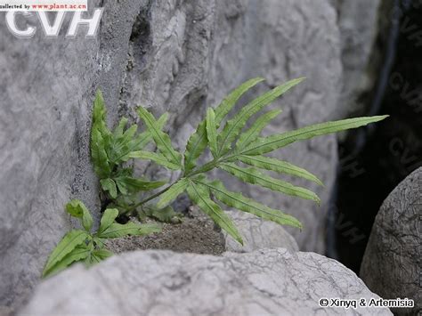 井栏边草-中国云南野生蕨类植物彩色图鉴-图片