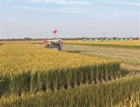 2万多亩水稻迎来丰收季