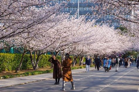四川泸州：樱花绽放迎客来-人民图片网