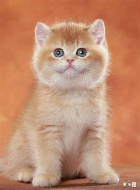 美国短毛猫常见的“8种花色”，你全都认识吗？ - 知乎