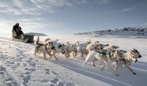 雪橇犬有几种-半更网