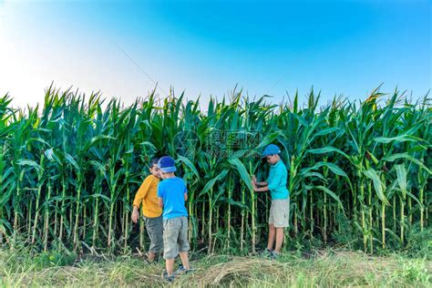 主题故事：玉米丰收了——阳光幼儿园大班年段主题故事_孩子