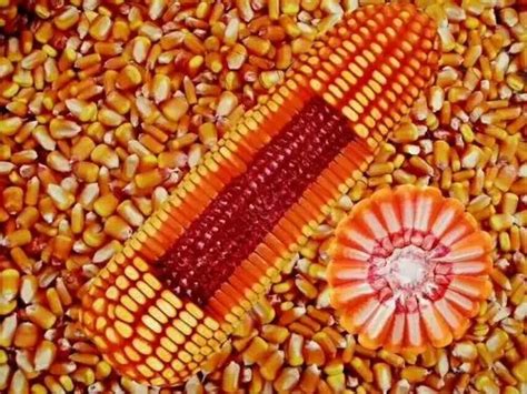 秋乐368玉米品种介绍有哪些-百度经验