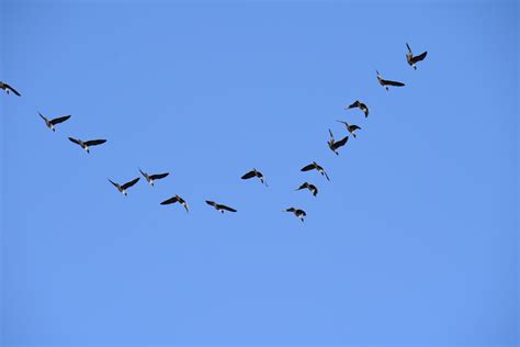 迁徙的大雁，整齐的雁阵，原创摄影|大雁|雁阵|摄影_新浪新闻