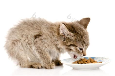 白色背景下吃猫粮的小猫-包图企业站