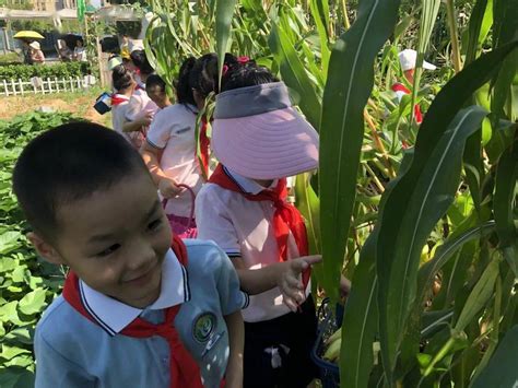 农村玉米地里的故事,玉米地的孩子,秋天的玉米片_大山谷图库