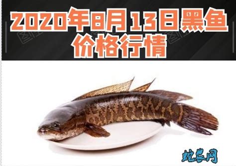 [黑鱼批发]黑鱼价格7.20元/斤 - 一亩田