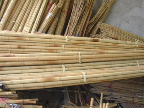 2公分刚竹价格多少钱一棵-花木行情-中国花木网