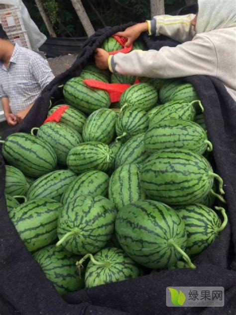 西瓜多少钱一斤？4月10日国内西瓜最新价格行情 - 惠农网