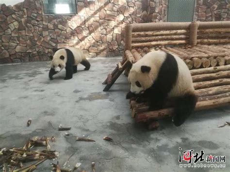柳州动物园有熊猫吗 大熊猫叫什么名字_旅泊网