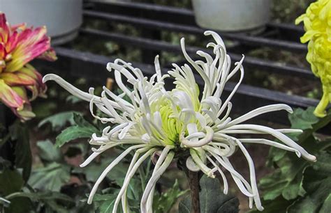 白菊的花语是什么?白菊的寓意和象征-花卉百科-中国花木网
