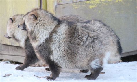一丘之貉说的是什么动物虽然也叫浣熊，但和真正的浣熊区别很大