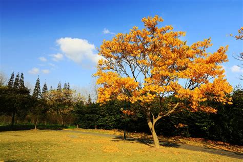 上海的秋天哪里景色最美_旅泊网