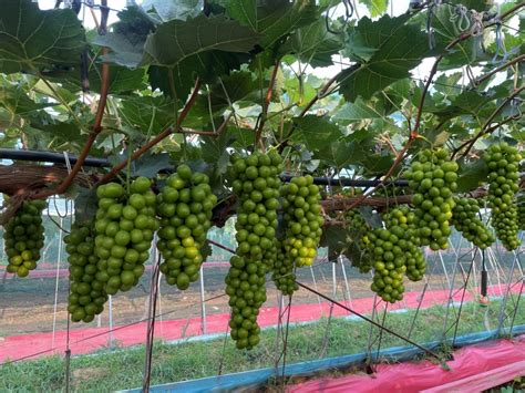 葡萄扦插繁育技术-种植技术-中国花木网