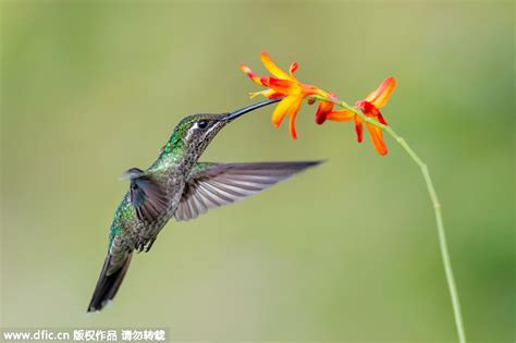 哥斯达黎加蜂鸟羽毛鲜艳 采食花蜜姿态优美 _科技频道_凤凰网