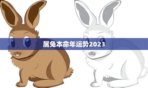 属兔本命年运势2023(兔子们2023年你们的运势如何)