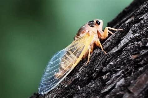 金蝉如何养殖？金蝉的养殖方法介绍 - 中国金蝉网