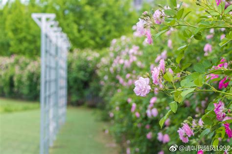壮观！万州太白岩公园蔷薇盛开，现“醉美”花墙景观！