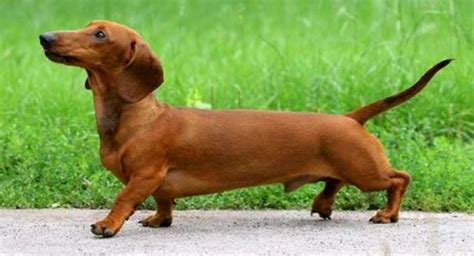 腊肠犬毛色丰富，可谓色彩斑斓，你最喜欢哪种毛色的腊肠犬? - 360娱乐，你开心就好