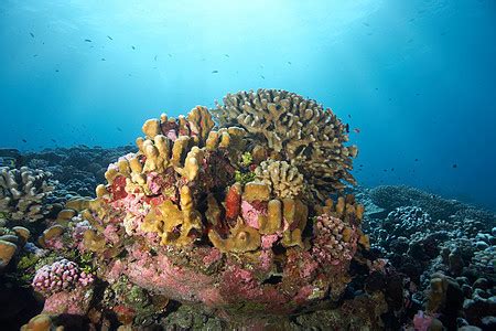 广西涠洲岛珊瑚礁国家级海洋公园获批复-景观新闻-筑龙园林景观论坛
